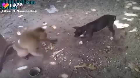 comedy monkey vs dog