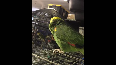 Best Funny BIRDS & PARROTS Talking and Singing