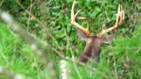 Minnesota Whitetail Bowhunting Opener: Nicole's Close Call