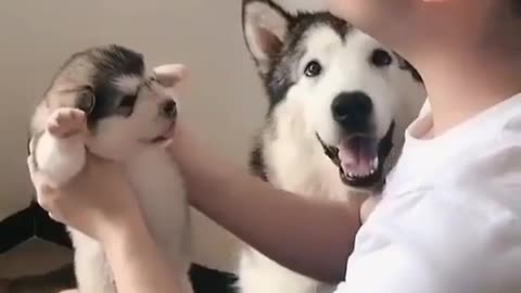 The other dog feeling little jealous #shorts #shortvideo #video #virals #videoviral