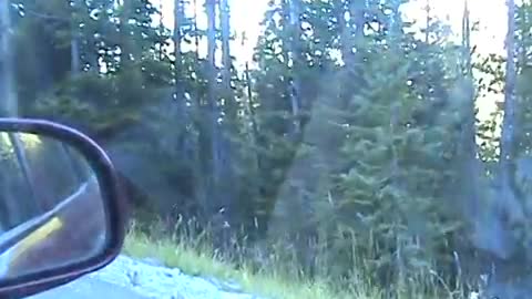 Grizzly bear and baby totally surprises woman driving in the woods