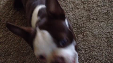 Pair of Boston Terriers demonstrate impressive tricks