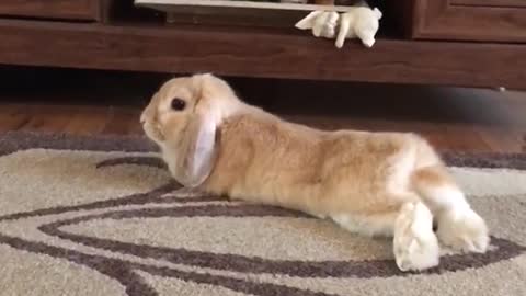 Brown rabbit laying in front of tv cabinets