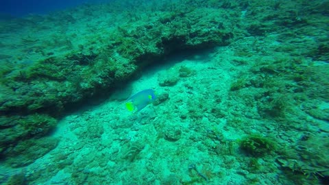 Sea Turtles, Giant Groupers, and Sharks Everywhere! Jupiter, Florida