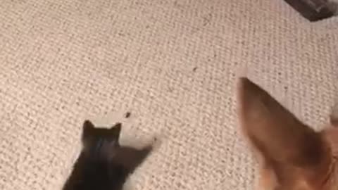 Cat jumping up and down