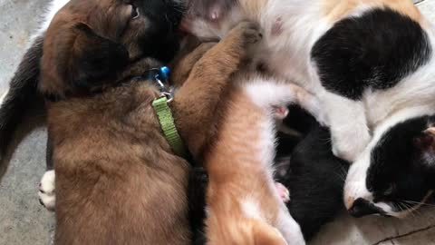 Friendly Cat Feeds Puppy Dog With Her Kittens