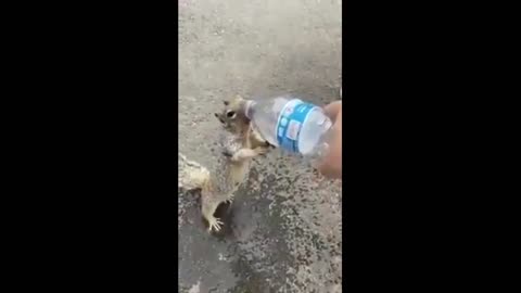 Poor squirrel asks for water from people