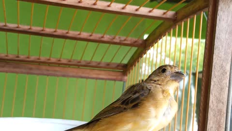 A Brazilian bird, female collared almost ready for mating..🕊️