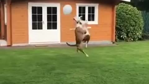 Dog playing ball