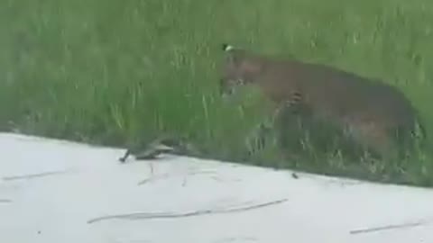 Big Cat VS Baby Alligator in an Intense Fight!