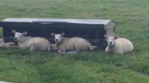 Some Beautiful Nice Sheep On A Field In Great Britain