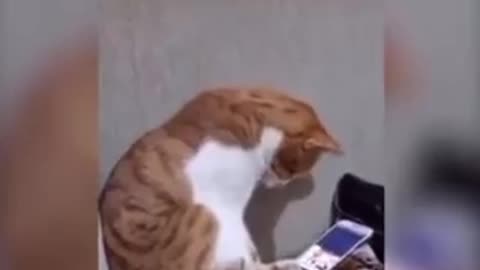 REACTION: Cat Sees Video of Recently DECEASED OWNER