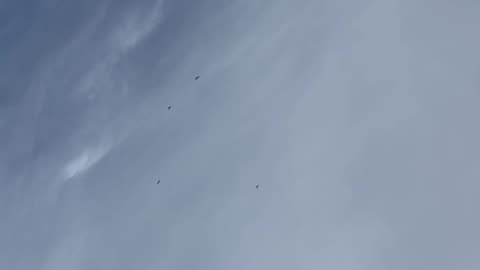 Birds Circling