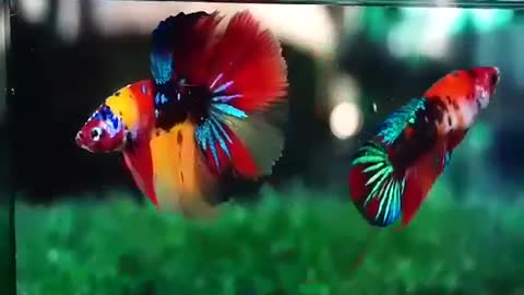 Beta Fish 001