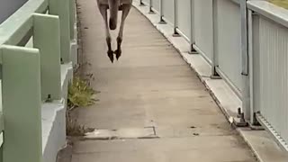 Huge Kangaroo Hops Past Pedestrians on Bridge