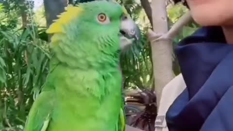 🦜Funny Parrot Talking Videos On TikTok ~ CUTE Birds Doing Funny Things ~ Try Not To Laugh