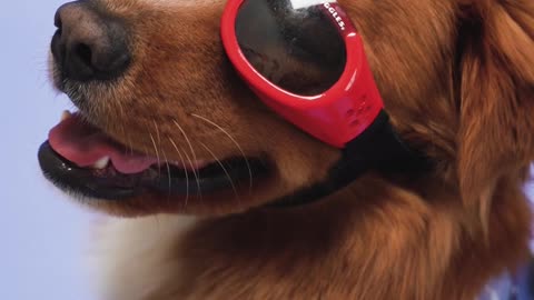 A Canine Wearing Red Sunglasses