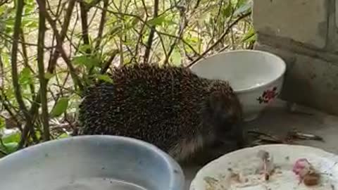 Hedgehog visiting a cat