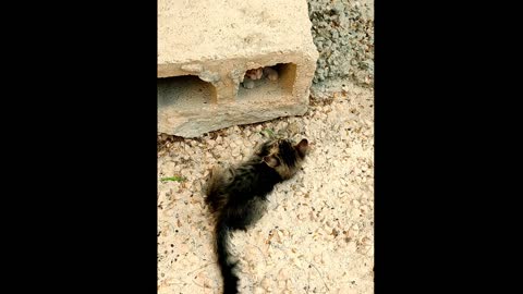 Red black cute two cats