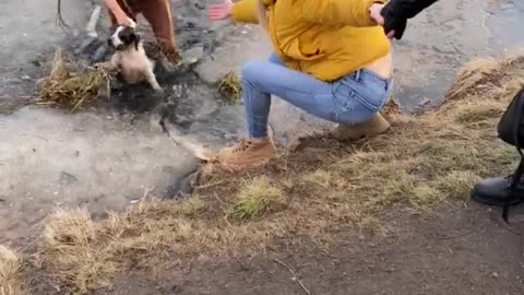 Dog Rescued After Falling Through Thin Ice