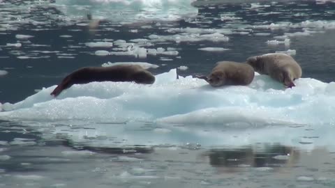 Sea Lions | iceland | winter