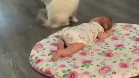 Mommy cat showing her baby to the newest member of the family