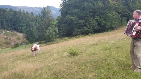 Cow with Accordion man