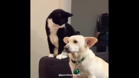 Cat fights to urge to hit doggo #shorts