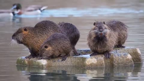 Otter in the water