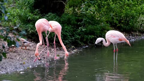 Flamingo pink birds rare clip