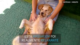 Cão dorme com a melhor massagem de todas!