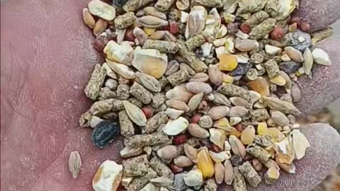 how to mix grit into chicken feed