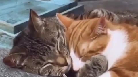 CAT funny videos