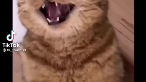 24_Funny-Animal-Videos-Dog-Cat.mp4