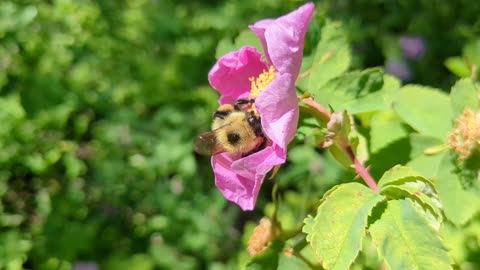 BEES VS BUMBLE BEE!