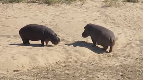 Hippo Fighting