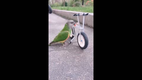 Funny video must watch with parakeet ride bicycle watch to see what happens