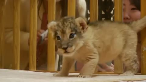 Two baby lions make first public appearance at Japanese park