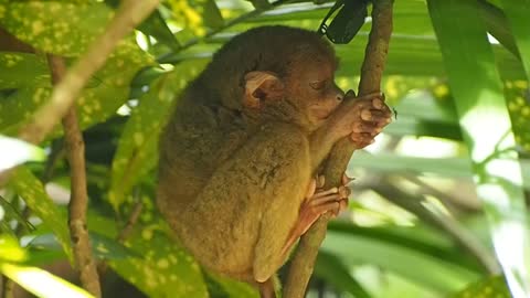 Tarsier of Bohol