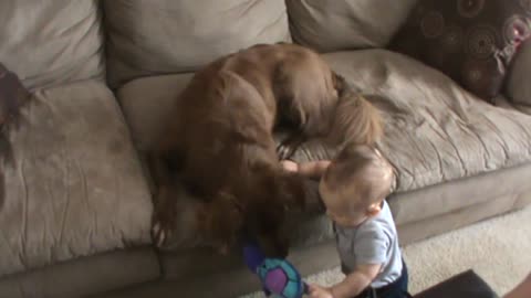 Baby and Dog fighting for the Toy