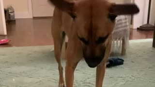 Dog’s ears will make you laugh