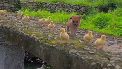 dog and duck friendship