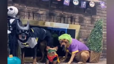 Dogs & Cats Wearing Funny Costumes