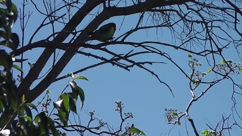 Cute and funny beautiful Parrot whistles and talking