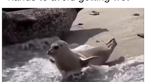 Funny seal video