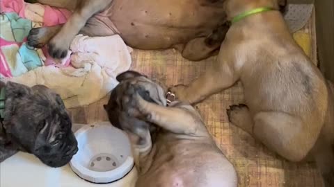 Bull mastiff puppies