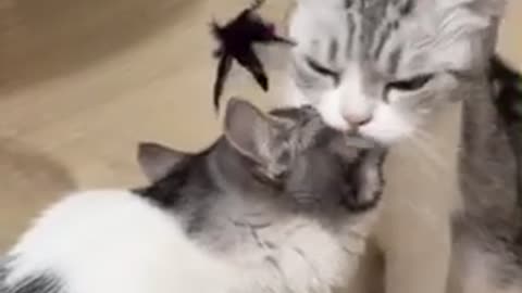 LOVING CAT