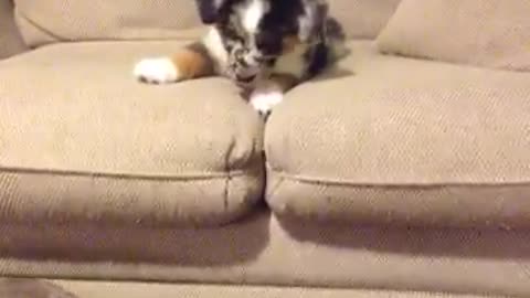 Puppy loses green toy jumps on brother to retrieve