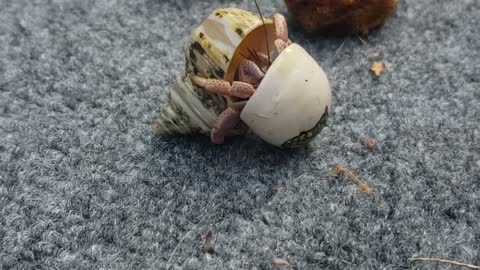 Hermit Crab Moving Between Homes