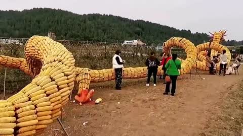 Farmers use 60,000 pieces of corn to form giant dragon to celebrate harvest in southern China